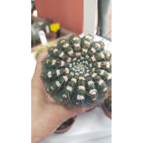 Kaktüs set-2 8 adet 8,5 cm saksıda Kaktüs set-2 8 adet 8,5 cm saksıda