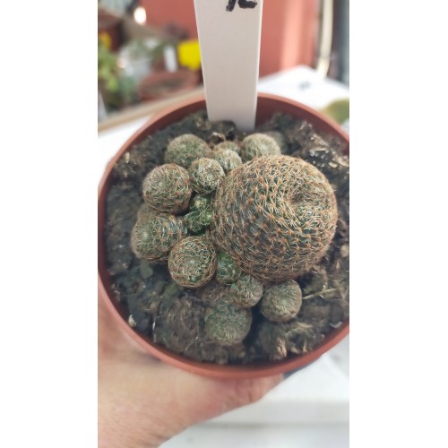 Kaktüs set-2 8 adet 8,5 cm saksıda Kaktüs set-2 8 adet 8,5 cm saksıda