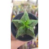 Astrophytum Myriostigma Nudum Fukuryu 7 CM Astrophytum Myriostigma Nudum Fukuryu 7 CM
