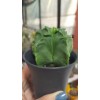 Astrophytum Myriostigma Nudum Fukuryu 7 CM Astrophytum Myriostigma Nudum Fukuryu 7 CM