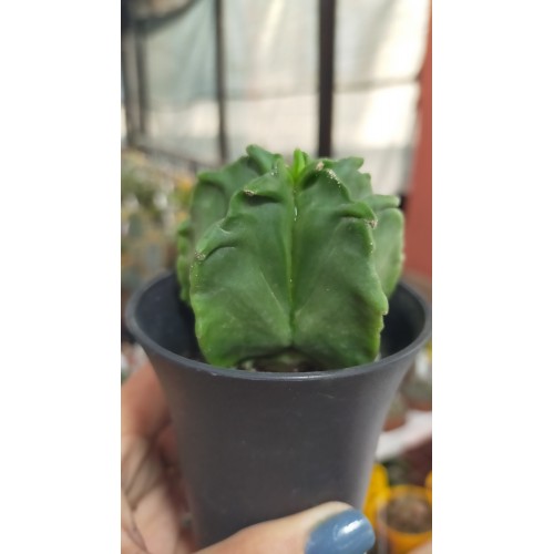 Astrophytum Myriostigma Nudum Fukuryu 7 CM Astrophytum Myriostigma Nudum Fukuryu 7 CM