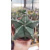 Astrophytum myriostigma 8,5 cm saksıda Astrophytum myriostigma 8,5 cm saksıda