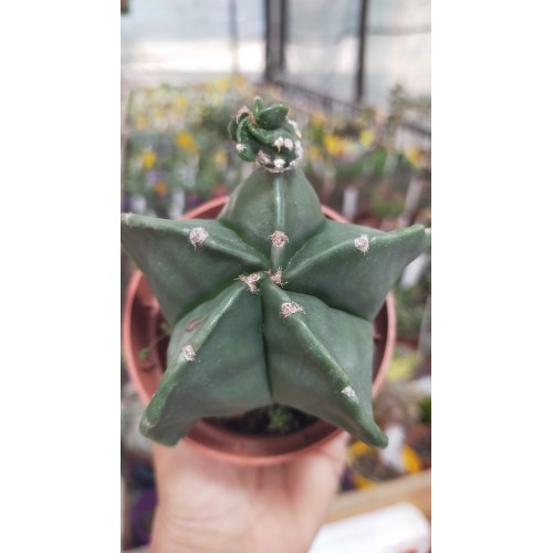 Astrophytum myriostigma 8,5 cm saksıda Astrophytum myriostigma 8,5 cm saksıda