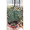 Astrophytum myriostigma 8,5 cm saksıda Astrophytum myriostigma 8,5 cm saksıda