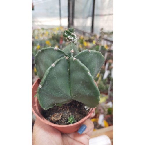 Astrophytum myriostigma 8,5 cm saksıda Astrophytum myriostigma 8,5 cm saksıda