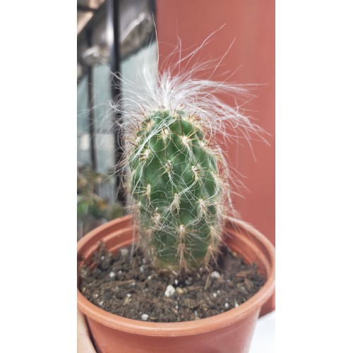 Oreocereus celsianus var. fossulatus 12 CM SAKSIDA Oreocereus celsianus var. fossulatus 12 CM SAKSIDA