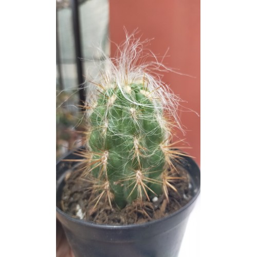 Oreocereus celsianus var. fossulatus 9 CM SAKSIDA Oreocereus celsianus var. fossulatus 9 CM SAKSIDA