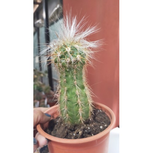 Oreocereus trollii 11 CM SAKSIDA Oreocereus trollii 11 CM SAKSIDA