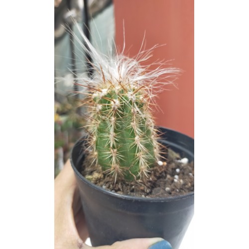 Oreocereus trollii 9 CM SAKSIDA Oreocereus trollii 9 CM SAKSIDA