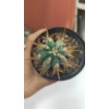 Browningia Hertlingiana 9 cm saksıda Browningia Hertlingiana 9 cm saksıda