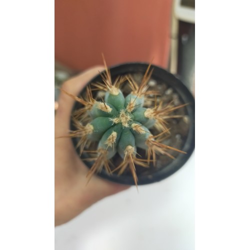 Browningia Hertlingiana 9 cm saksıda Browningia Hertlingiana 9 cm saksıda