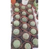 Euphorbia Obesa 8,5 cm saksıda Euphorbia Obesa 8,5 cm saksıda