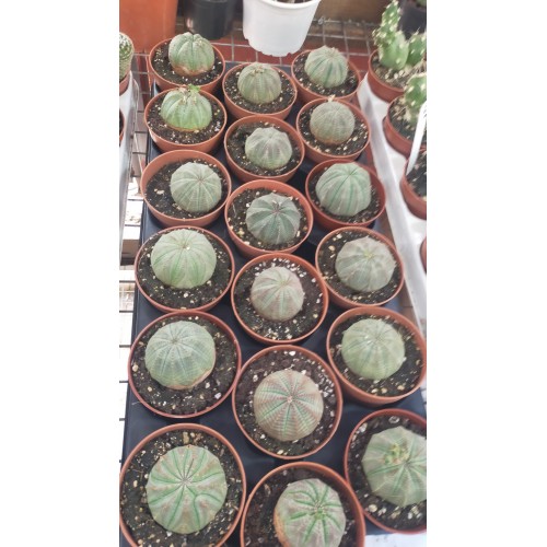 Euphorbia Obesa 8,5 cm saksıda Euphorbia Obesa 8,5 cm saksıda