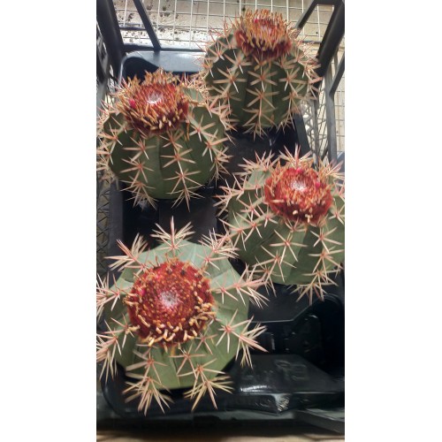 Melocactus Bahiensis xXXL - Kırmızı Şapkalı 21 CM