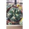 Gymnocalycium Horstii 10 cm saksıda Gymnocalycium Horstii 10 cm saksıda