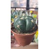 Gymnocalycium Horstii 10 cm saksıda Gymnocalycium Horstii 10 cm saksıda