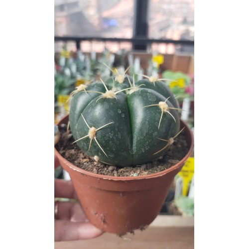 Gymnocalycium Horstii 10 cm saksıda Gymnocalycium Horstii 10 cm saksıda