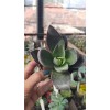 Crassula Garnet Lotus 8,5 cm saksıda Crassula Garnet Lotus 8,5 cm saksıda