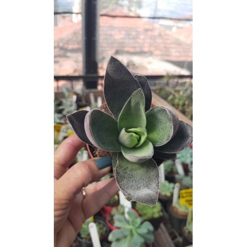 Crassula Garnet Lotus 8,5 cm saksıda Crassula Garnet Lotus 8,5 cm saksıda
