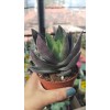 Crassula Garnet Lotus 8,5 cm saksıda Crassula Garnet Lotus 8,5 cm saksıda