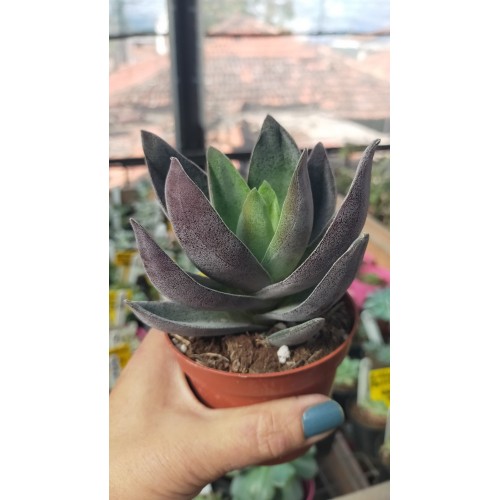 Crassula Garnet Lotus 8,5 cm saksıda Crassula Garnet Lotus 8,5 cm saksıda