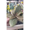 Kalanchoe Orgyalis (Bakır kaşık)8,5 cm saksıda Kalanchoe Orgyalis (Bakır kaşık)8,5 cm saksıda