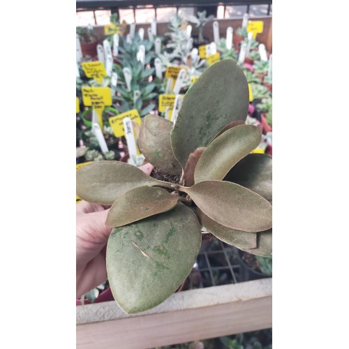 Kalanchoe Orgyalis (Bakır kaşık)8,5 cm saksıda Kalanchoe Orgyalis (Bakır kaşık)8,5 cm saksıda