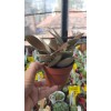 Kalanchoe Orgyalis (Bakır kaşık)8,5 cm saksıda Kalanchoe Orgyalis (Bakır kaşık)8,5 cm saksıda
