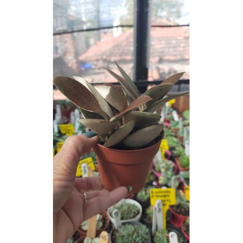 Kalanchoe Orgyalis (Bakır kaşık)8,5 cm saksıda Kalanchoe Orgyalis (Bakır kaşık)8,5 cm saksıda