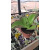 Kalanchoe Walking Synsepala Kalanchoe Walking Synsepala