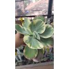 Kalanchoe Luciae Fantastic-12 cm saksıda Kalanchoe Luciae Fantastic-12 cm saksıda