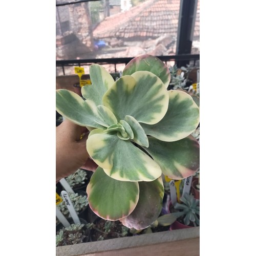 Kalanchoe Luciae Fantastic-12 cm saksıda Kalanchoe Luciae Fantastic-12 cm saksıda