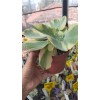 Kalanchoe Luciae Fantastic-12 cm saksıda Kalanchoe Luciae Fantastic-12 cm saksıda