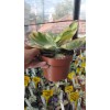 Kalanchoe Luciae Fantastic-12 cm saksıda Kalanchoe Luciae Fantastic-12 cm saksıda