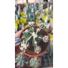 Astrophytum Fukuryu Hakujo Koleksiyonluk 8,5 cm Astrophytum Fukuryu Hakujo Koleksiyonluk 8,5 cm