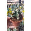 Astrophytum Fukuryu Hakujo Koleksiyonluk 8,5 cm Astrophytum Fukuryu Hakujo Koleksiyonluk 8,5 cm