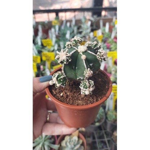 Astrophytum Fukuryu Hakujo Koleksiyonluk 8,5 cm Astrophytum Fukuryu Hakujo Koleksiyonluk 8,5 cm