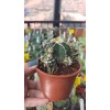 Astrophytum Fukuryu Hakujo Koleksiyonluk 8,5 cm Astrophytum Fukuryu Hakujo Koleksiyonluk 8,5 cm