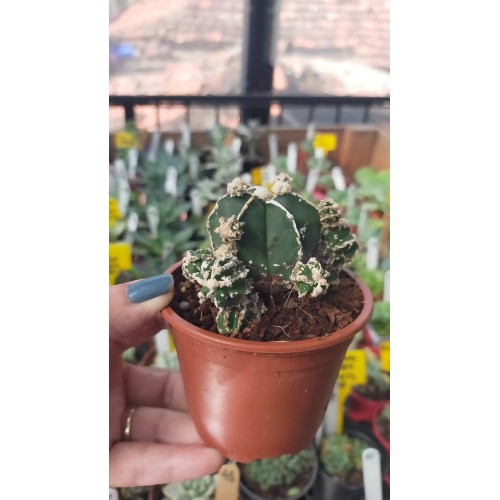 Astrophytum Fukuryu Hakujo Koleksiyonluk 8,5 cm Astrophytum Fukuryu Hakujo Koleksiyonluk 8,5 cm