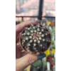 Echinocereus Viridiflorus Koleksiyonluk 5,5 cm saksıda Echinocereus Viridiflorus Koleksiyonluk 5,5 cm saksıda