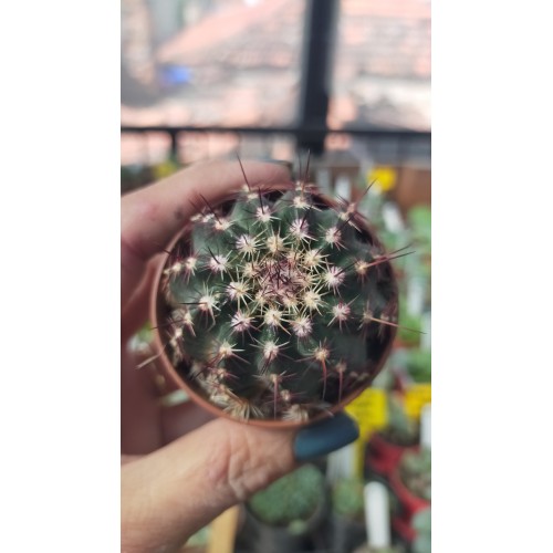 Echinocereus Viridiflorus Koleksiyonluk 5,5 cm saksıda Echinocereus Viridiflorus Koleksiyonluk 5,5 cm saksıda