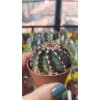 Echinocereus Viridiflorus Koleksiyonluk 5,5 cm saksıda Echinocereus Viridiflorus Koleksiyonluk 5,5 cm saksıda