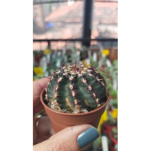 Echinocereus Viridiflorus Koleksiyonluk 5,5 cm saksıda Echinocereus Viridiflorus Koleksiyonluk 5,5 cm saksıda