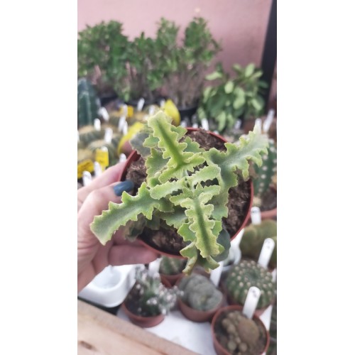 Kalanchoe Baharensis Maltese Cross 10,5 cm saksıda