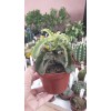Kalanchoe Baharensis Maltese Cross 10,5 cm saksıda