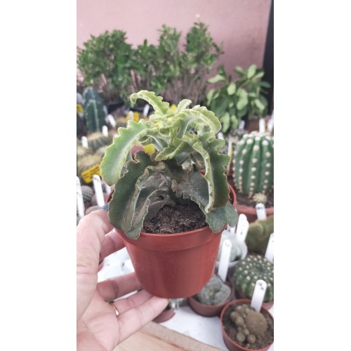 Kalanchoe Baharensis Maltese Cross 10,5 cm saksıda