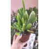 Kalanchoe Lucia Orikula Ithal Koleksiyonluk Özel Tür Sukulent 12 cm Saksıda Kalanchoe Lucia Orikula Ithal Koleksiyonluk Özel Tür Sukulent 12 cm Saksıda