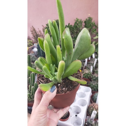 Kalanchoe Lucia Orikula Ithal Koleksiyonluk Özel Tür Sukulent 12 cm Saksıda Kalanchoe Lucia Orikula Ithal Koleksiyonluk Özel Tür Sukulent 12 cm Saksıda