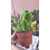 Kalanchoe Lucia Orikula Ithal Koleksiyonluk Özel Tür Sukulent 12 cm Saksıda Kalanchoe Lucia Orikula Ithal Koleksiyonluk Özel Tür Sukulent 12 cm Saksıda