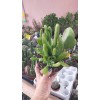 Kalanchoe Lucia Orikula Ithal Koleksiyonluk Özel Tür Sukulent 12 cm Saksıda Kalanchoe Lucia Orikula Ithal Koleksiyonluk Özel Tür Sukulent 12 cm Saksıda